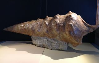 Rare Fossil Giant Snail 48cm Campanile Lachesis,  Eocene Epoch,  Bulgaria