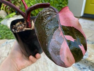 Pink Princess Philodendron Fully Rooted 11x16 " Plant Highly Variegated Rare Ppp
