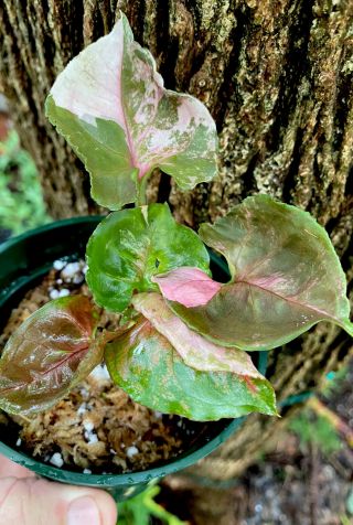 Intro.  Broad Leaf Rare And Unique Strawberry Ice Variegated Syngonium