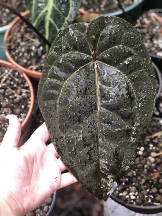 Anthurium Ace Of Spades Very Rare Dark Form Aroid Live Plant