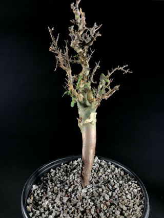 Commiphora kataf - rare,  very old,  Boswellia,  Caudex,  Caudiciform 2