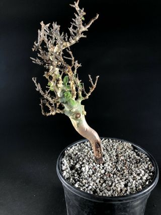 Commiphora kataf - rare,  very old,  Boswellia,  Caudex,  Caudiciform 3