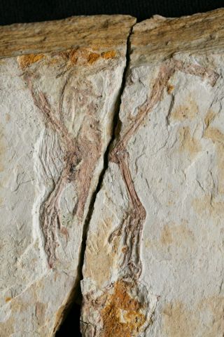 Timelesstfc - Rare Extinct Avialans Feet Fossil Cretaceous