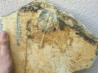 Rare Horseshoe Crab - Living Fossil Mesolimulus Walchi Jura Solnhofen Dendrites
