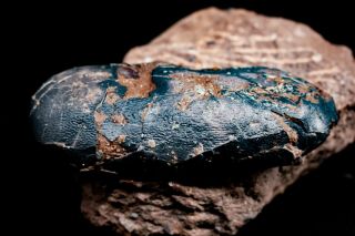 [gel01052] Rare Museum Grade Small Theropod Dinosaur Egg 12cm Fossil