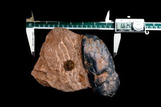 [GEL01052] Rare Museum Grade Small Theropod Dinosaur Egg 12cm Fossil 2