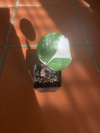 Rare Collectors Philodendron White Knight Rooted.  Highly Variegated