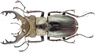 Insect - Lucanidae Lucanus Wemckeni - India - Rare Wild Male 48mm.