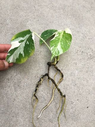 Variegated Monstera Borsigiana Albo Cutting Rooted Plant Aroid Rare 2