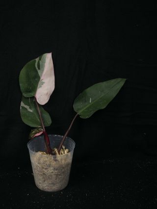 Philodendron Pink Princess,  Rare Variegated Aroid