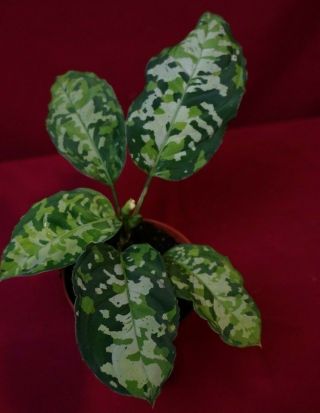 Aglaonema Pictum Tricolor Rare Camouflage Aroid Terrarium Plant