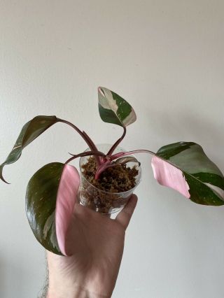 Hot Pink Princess Philodendron - Rare Pink Variegated Aroid.  Top Cut Large Leaf