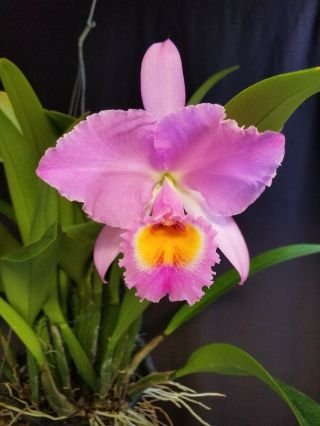 Fantastic And Very Rare Cattleya Trianae V.  Concolor ‘jp’ Huge Division