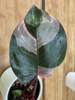 Pink Princess Philodendron Fully Rooted Plant Highly Variegated Rare Ppp