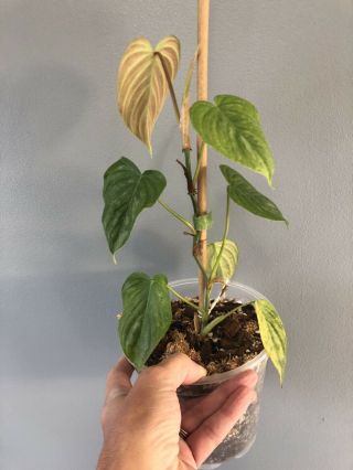 Philodendron Majestic (verrucosum X Sodiroi) Aroid Rare