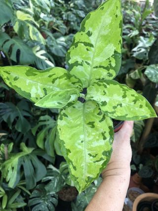 Variegated Rare Aroid Aglaonema Pictum Tricolor Camouflage Plant No Monstera