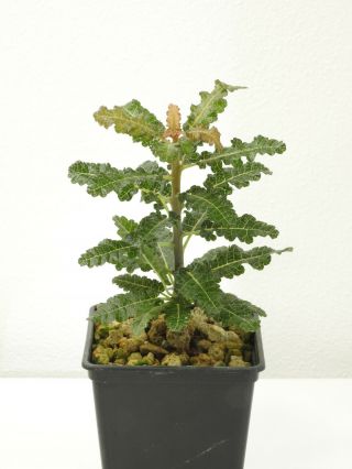 Boswellia Nana - Socotra - Seedling - Caudex - Very Rare - Succulent