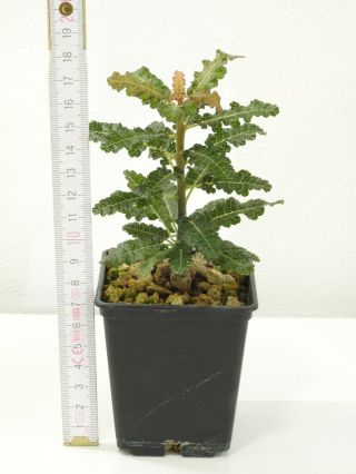 Boswellia nana - Socotra - Seedling - Caudex - Very Rare - Succulent 2