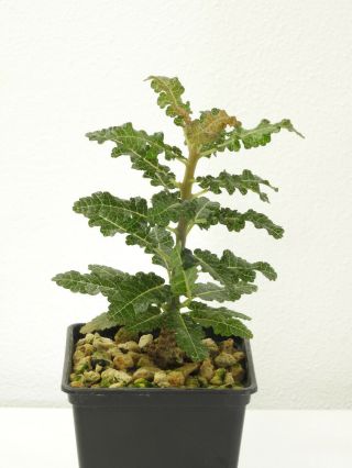 Boswellia nana - Socotra - Seedling - Caudex - Very Rare - Succulent 3