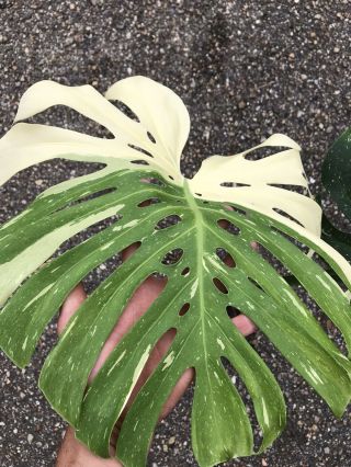 Rare Variegated Monstera Deliciosa ‘thai Constellation’ Top Cutting (rooted)