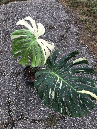 Rare Variegated Monstera deliciosa ‘Thai Constellation’ Top cutting (rooted) 2
