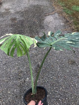 Rare Variegated Monstera deliciosa ‘Thai Constellation’ Top cutting (rooted) 3