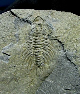 Rare Zacanthoides Grabaui Trilobite Fossil
