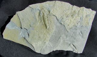 RARE Zacanthoides grabaui trilobite fossil 2