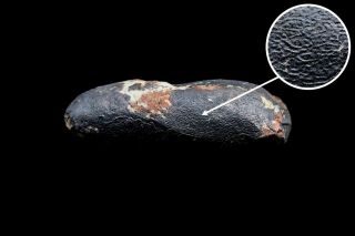 [GEL01050] Rare Museum Grade Small Theropod Dinosaur Egg Fossil 2