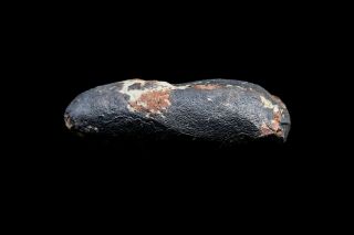 [GEL01050] Rare Museum Grade Small Theropod Dinosaur Egg Fossil 3
