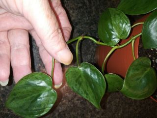 Very Rare Variegated Heartleaf Philodendron Stem Cutting
