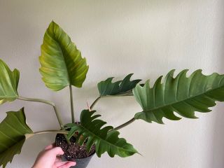 Rare Philodendron Caramel Marble Plant