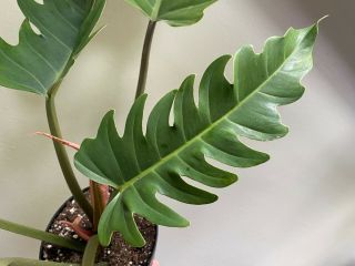 RARE Philodendron Caramel Marble Plant 2