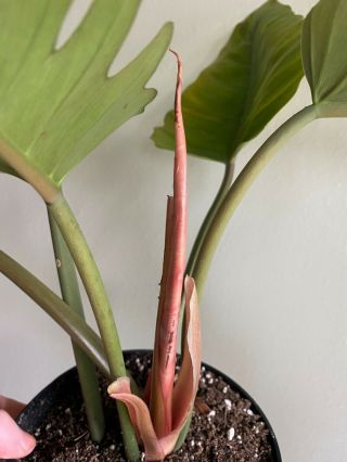 RARE Philodendron Caramel Marble Plant 3