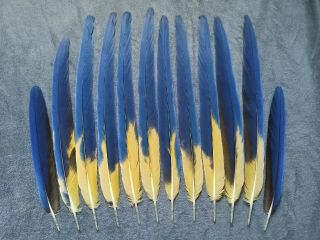 Rare Macaw 12 Feather Fan Set,  Blue And Gold,  Regalia Feathers
