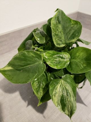 Rare 6 " Philodendron Variegated Heartleaf - Hederaceum