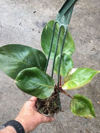Philodendron White Knight Very Rare Airoid Rooted Plant Big Leaves And Stem