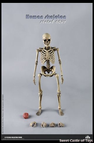 1/6 Coomodel Coo Action Figure - The Human Skeleton Diecast Alloy Bs011