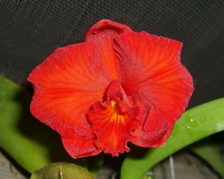 Orchids Laelia Cattleya Slc.  Kevin Hipkins Orange Cascade’ Fcc/aos—rare