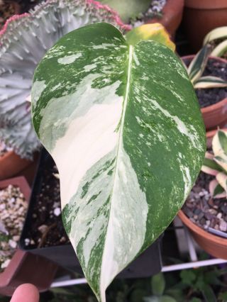 Variegated Monstera Borsigiana Albo Cutting Rooted Plant Aroid Rare Collector
