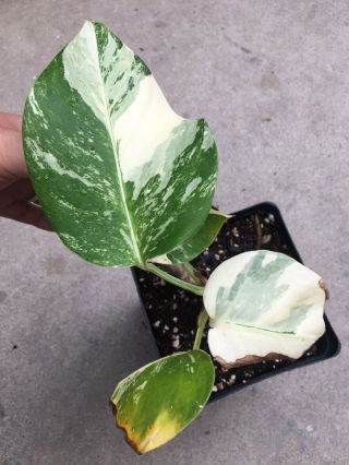 Variegated Monstera Borsigiana Albo Cutting Rooted Plant Aroid Rare collector 2