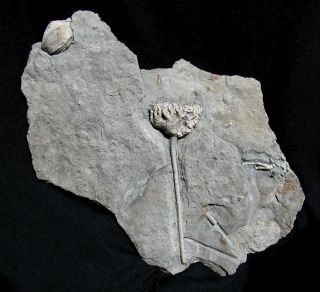 Extinctions - Rare Sulphur,  Indiana Crinoid Fossil With Blastoid - Very Unusual