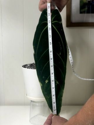 Anthurium Warocqueanum Rare Velvet Aroid Plant Queen Anthurium