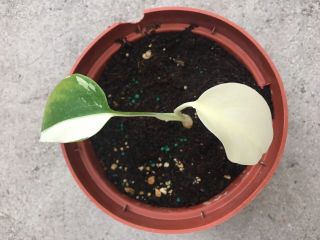 White Variegated Monstera Borsigiana Albo Cutting Rooted Plant Aroid Rare