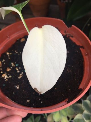 White Variegated Monstera Borsigiana Albo Cutting Rooted Plant Aroid Rare 3