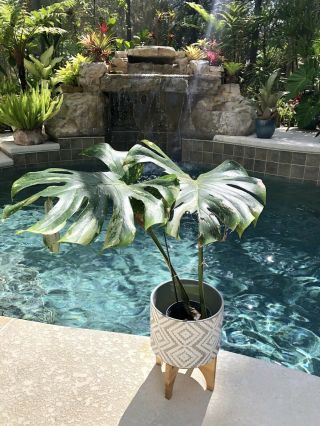 Rare Aroid Xxl Variegated Monstera Deliciosa Thai Constellation Mid Rooted Plant