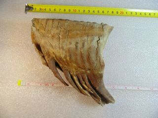 Rare Extinct Fossil Woolly Mammoth Partial Tooth Siberia