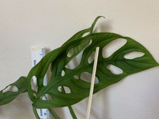 Extremely Rare: Monstera Sp.  Esquelito (formerly Epipremnoides) Large Cutting