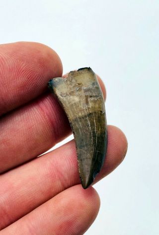 Albertosaurus Tooth Dinosaur Fossil Rare Real