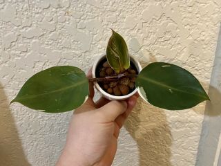 Rare Philodendron White Knight Variegated Top Cutting